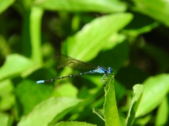 Argia rhoadsi