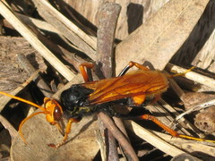 Cryptocheilus australis