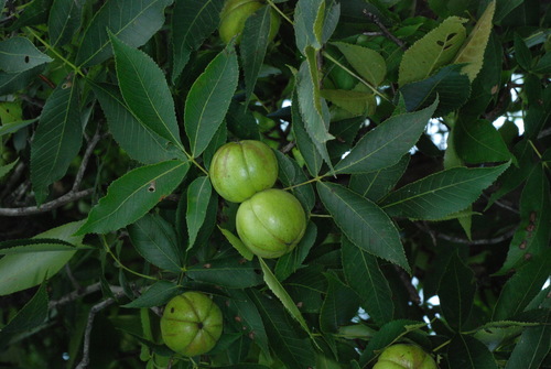 Carolina shagbark hickory