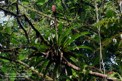 Guzmania claviformis