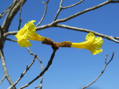 Handroanthus chrysotrichus