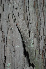 Carya carolinae-septentrionalis