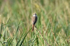 Lanius phoenicuroides