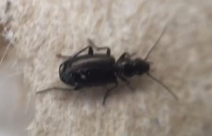 Microlestes