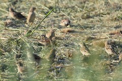 Passer domesticus bactrianus