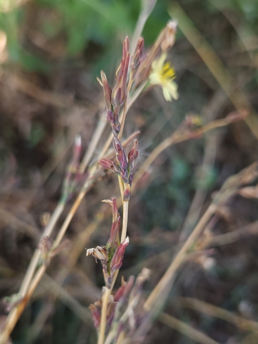 Image of Lactuca saligna by (c) jaimshae, some rights reserved (CC BY)