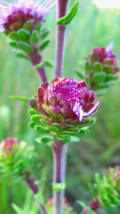 Liatris ligulistylis