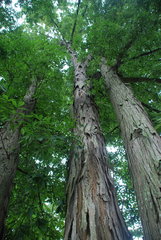 Carya carolinae-septentrionalis