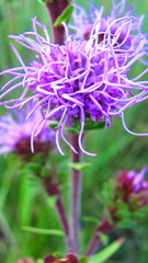 Liatris ligulistylis