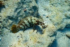 Epinephelus rivulatus