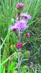 Liatris ligulistylis