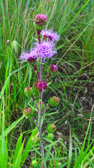 Liatris ligulistylis