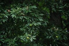 Carya carolinae-septentrionalis