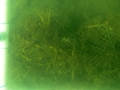 Prionitis lanceolata