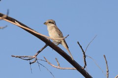 Lanius phoenicuroides