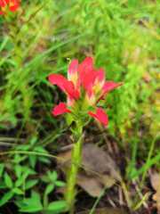 Castilleja durangensis