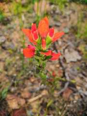 Castilleja durangensis