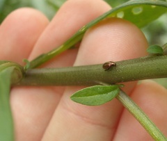 Psylliodes brettinghami