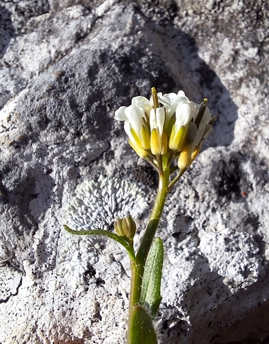 Image of Arabis hirsuta by (c) Marek Hrušovský, some rights reserved (CC BY)