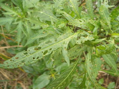 Psylliodes brettinghami