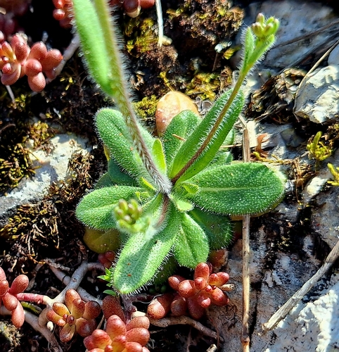 Image of Arabis hirsuta by (c) Marek Hrušovský, some rights reserved (CC BY)