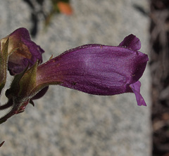 Nothochelone nemorosa