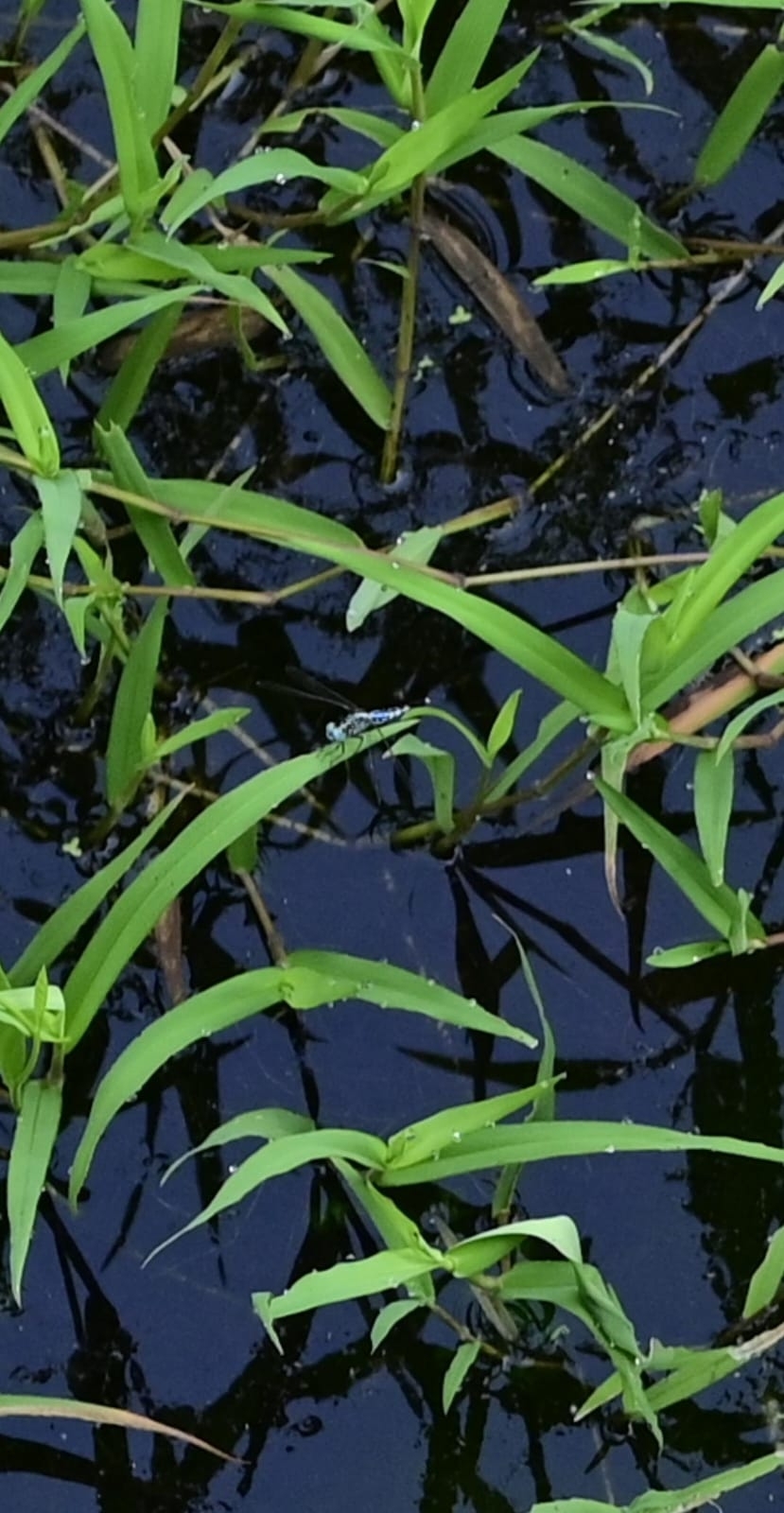 Trumpet-Tail