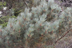 Pinus muricata