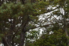 Pinus muricata
