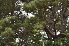 Pinus muricata