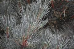 Pinus muricata