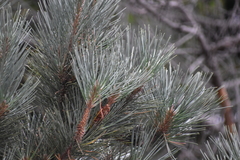 Pinus muricata