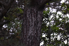 Pinus muricata
