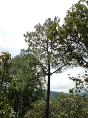 Pinus georginae