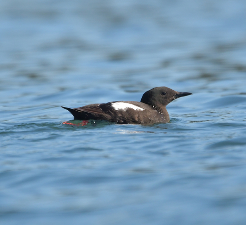 Black Guillemot