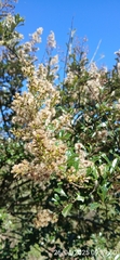 Brachylaena elliptica, photograph author not stated, no rights reserved