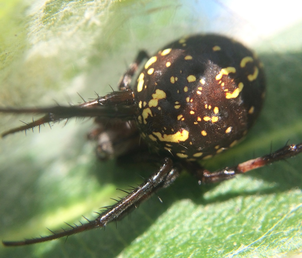 western spotted orbweaver