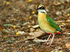 Indian Pitta photo 2