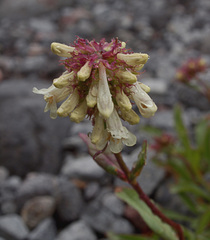 Penstemon confertus