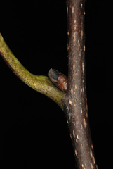 Carya carolinae-septentrionalis