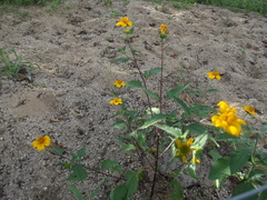 Sclerocarpus divaricatus