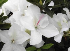 Rhododendron mucronatum