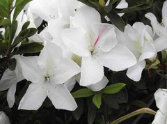 Rhododendron mucronatum