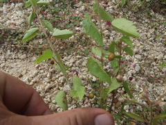 Ayenia peninsularis