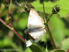 Heliopetes omrina