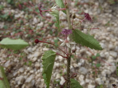 Ayenia peninsularis