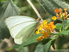 Ascia monuste automate