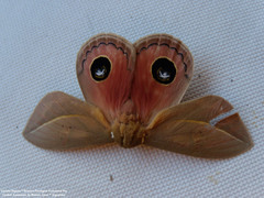 Pseudautomeris grammivora