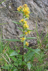 Solidago virgaurea minuta