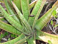 Gasteria acinacifolia